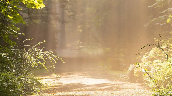 <img src="Chemin-lumineux-de-foret.jpg" alt="chemin de guidance spirituelle">