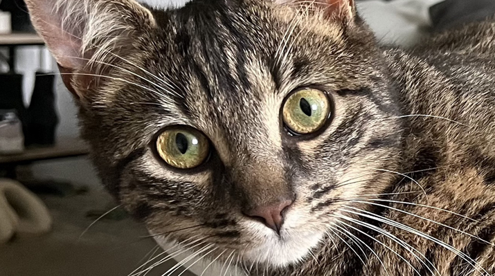 <img src="Tete-de-chat-1.jpg" alt="chat regardant pour communication">